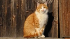 Dlaczego koty przychodzą do kogoś innego - prawdziwe powody i znaki